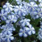 100 seeds American Forget-me-not Flower Bonsai Starry Eyes Potted Plants