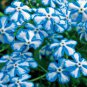 100 seeds American Forget-me-not Flower Bonsai Starry Eyes Potted Plants