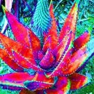 500 seeds Charming Aloe Mix Excellent Houseplants Succulent Aloe Vera Bonsai