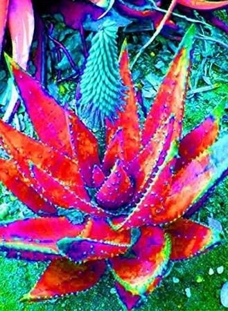 500 seeds Charming Aloe Mix Excellent Houseplants Succulent Aloe Vera Bonsai