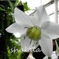 100 seeds Mixed Eucharis Grandiflora Bonsai