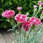 200 seeds Rare Carnations Bonsai Flowers Bonsai Dianthus Caryophyllus Flowers