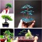 50 seeds Mini Juniper Bonsai Tree Seeds Office Bonsai