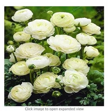 100 seeds White Ranunculus Plant DIY Potted Plants Germination
