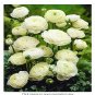 100 seeds White Ranunculus Plant DIY Potted Plants Germination