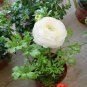 100 seeds White Ranunculus Plant DIY Potted Plants Germination