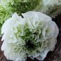 100 seeds White Ranunculus Plant DIY Potted Plants Germination