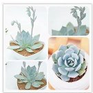 100 seeds Echeveria Desmetiana Bonsai Rare Succulent Plant