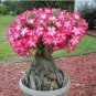 100 seeds True White Desert Rose Bonsai Ornamental Plant Balcony Bonsai