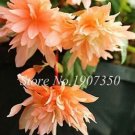 50 seeds Bonsai Mixed Rieger Begonias Beautiful Bonsai Multi-Flap Flower