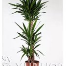 50 seeds Bonsai Tree Yucca Bonsai, DIY Potted Plants
