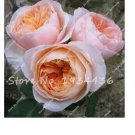 100 seeds Creepers Flowers Rosa,Polyantha Rose, Chinese Flower