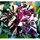 50 seeds Holland Candy Stripe Rose Bonsai Lover Gift Blue Green Black