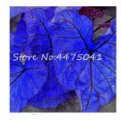 150 seeds Multiple Colour Thailand Caladium Bonsai of Perennial Rainbow Flower