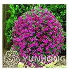 100 seeds Mini Calibrchoa Million Bells Annual Flower Bonsai Vary Colors