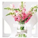 100 seeds Freesias Bonsai Gorgeous Colorful & Fragrant Plants Cut Orchid