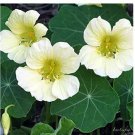 10 seeds Nasturtium Bonsai Easy Planting Flower Hanging Plants New Garden Plant