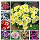 200 seeds Bonsai Petunia Garden Bonsai Moon Night Sky Double Purple Flowers