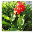 5 seeds  Canna Edulis Seeds, Arrowroot, Indian Shot,Flowering Plant