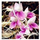 100 seeds a Bag are Kaempferia rotunda Bonsai