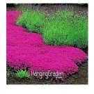 100 seeds Creeping Thyme Bonsai - Perfect for Flower Border