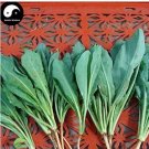 200 seeds Plant Traditional Medicine Herb Isatis Tinctoria Grow Indigowoad Root Ban LAN Gen