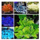 200 seeds Hosta Fragrant Plantain Lily Bonsai Perennial Flower for Home