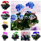 30 seeds Bonsai Geranium Perennial Bonsai Flower Plantas Pelargonium Peltatum
