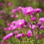 100 seeds Aster Novi-belgii Flower Home Garden