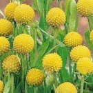30 seeds Craspedia Globosa Billy Button Flower Potted Plants Home Garden