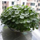 100 seeds Hydroponics Flower Aquarium Grass Plants Penny Grass Bonsai
