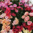 5 seeds Lewisia Cotyledon 'Galaxy Mixed' Flower Bonsai Plant