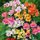100 seeds Alstroemeria Bonsai Peruvian Lily Alstroemeria Inca Bandit