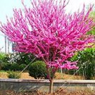 30 seeds Bauhinia Seeds,Cercis chinensis, Bonsai Flower Seeds