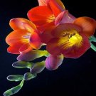 100 seeds Freesia Plant Flowers Orchid Freesia Flower Plants