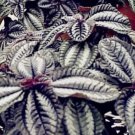 50 seeds Pilea Notata Bonsai Beautiful Foliage Plants Perennial Flowers Bonsai Pilea