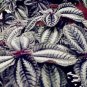 50 seeds Pilea Notata Bonsai Beautiful Foliage Plants Perennial Flowers Bonsai Pilea