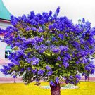 200 seeds Bonsai Lilac Flower Syringa Vulgaris Sensation Bonsai Lilac Flower