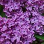 200 seeds Bonsai Lilac Flower Syringa Vulgaris Sensation Bonsai Lilac Flower