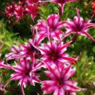 200 seeds Mixed Color Phlox Bonsai Phlox Drummondii Cuspidata Flower Plants