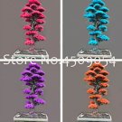 50 seeds Bonsai Tree Cedar Flores Siberian Carpet Cypress plantas Arborvitae Plante