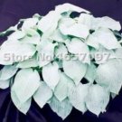 200 seeds Hosta Plants Perennials Plantain Flower Bonsai Rare Lily Flower