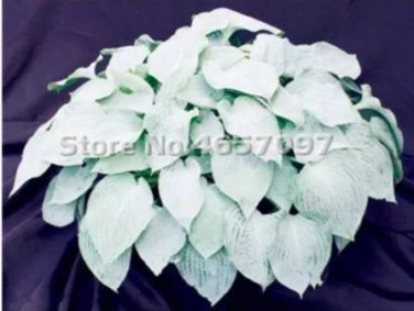 200 seeds Hosta Plants Perennials Plantain Flower Bonsai Rare Lily Flower