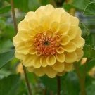 100 seeds Dahlia Flower Dahlia Bonsai Charming Flower Plants High