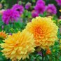 100 seeds Dahlia Flower Dahlia Bonsai Charming Flower Plants High
