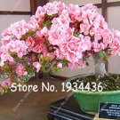 100 seeds Bonsai Mountain Azalea Rhododendron Simsii Satsuki Mixed Color Flower