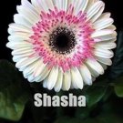 200 seeds Lowest Price! Gerbera Daisy Hybrids Mix Flower Plantas Bonsai