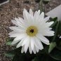 200 seeds Lowest Price! Gerbera Daisy Hybrids Mix Flower Plantas Bonsai