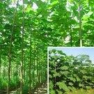 200 seeds Paulownia elongata New Forest Tree Bonsai