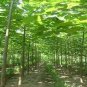 200 seeds Paulownia elongata New Forest Tree Bonsai